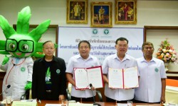 กรมสุขภาพจิต จับมือ กรมการแพทย์แผนไทย ขับเคลื่อนการปลูกกัญชาเพิ่มการเข้าถึงการรักษาด้วยตำรับยาสมุนไพร
